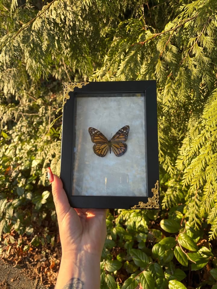 Monarch Butterfly Framed Insect - photo 4