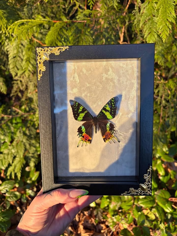Sunset Moth Frame