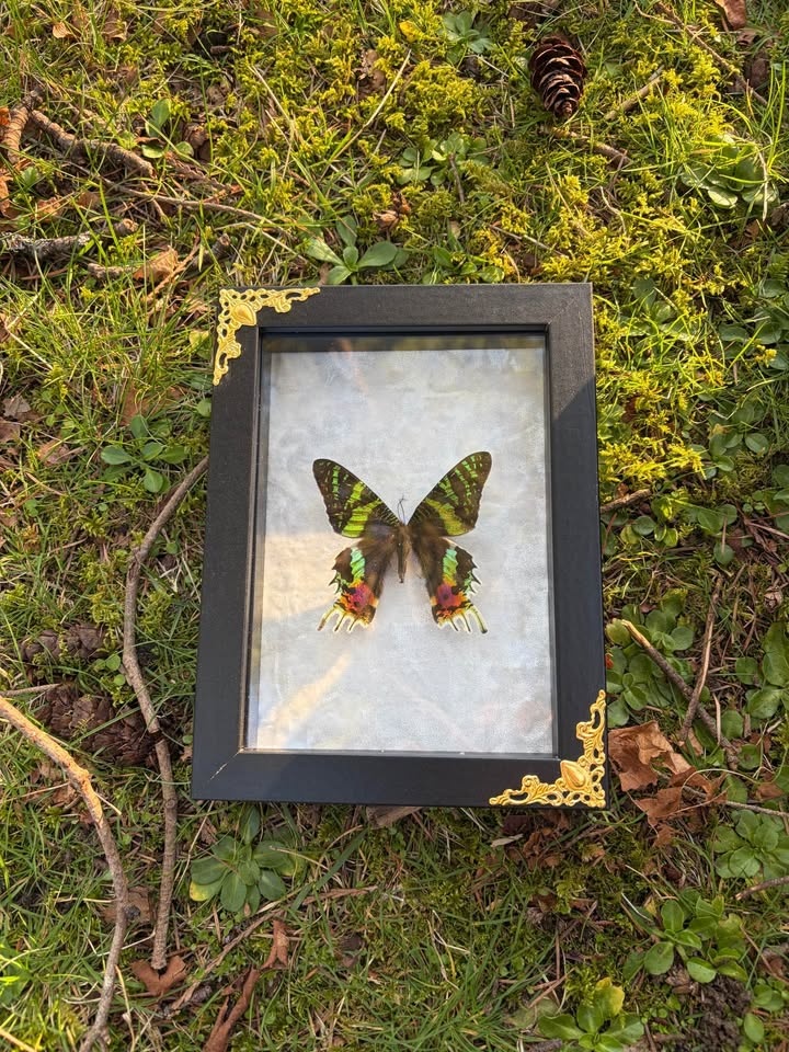 Sunset Moth Frame - photo 2
