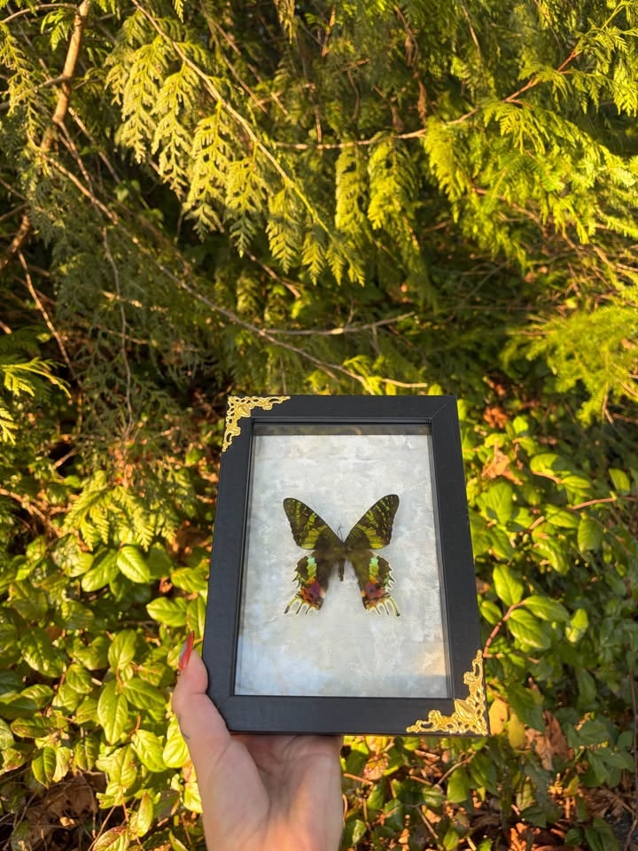 Sunset Moth Frame - photo 3