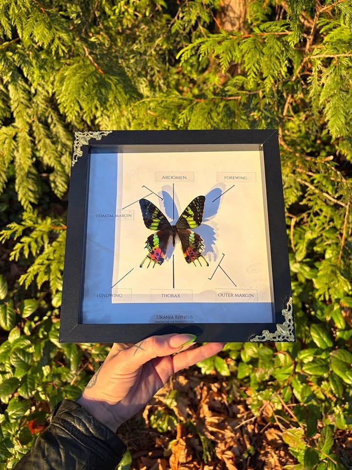 Sunset Moth Entomology Frame