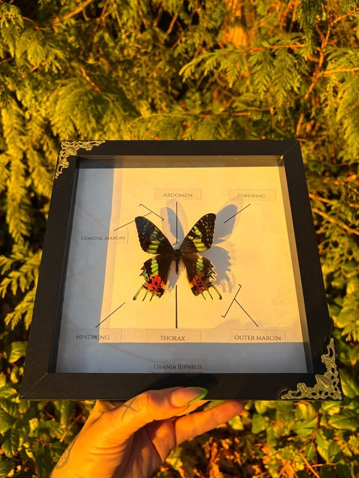 Sunset Moth Entomology Frame - photo 2