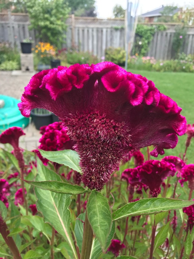 Celosia Seeds - Cockscombs