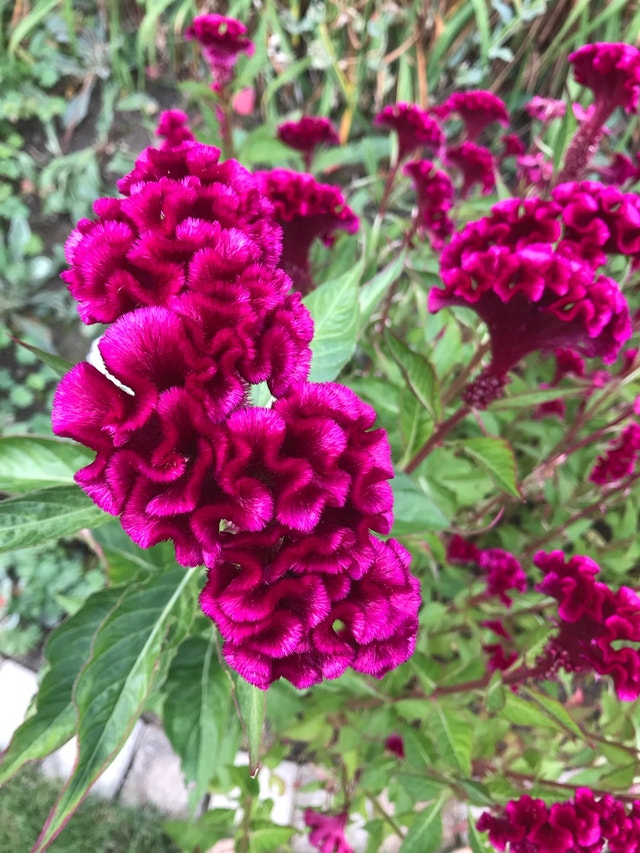 Celosia Seeds - Cockscombs - photo 2