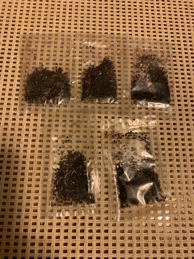 Celosia Seeds - Cockscombs - photo 4