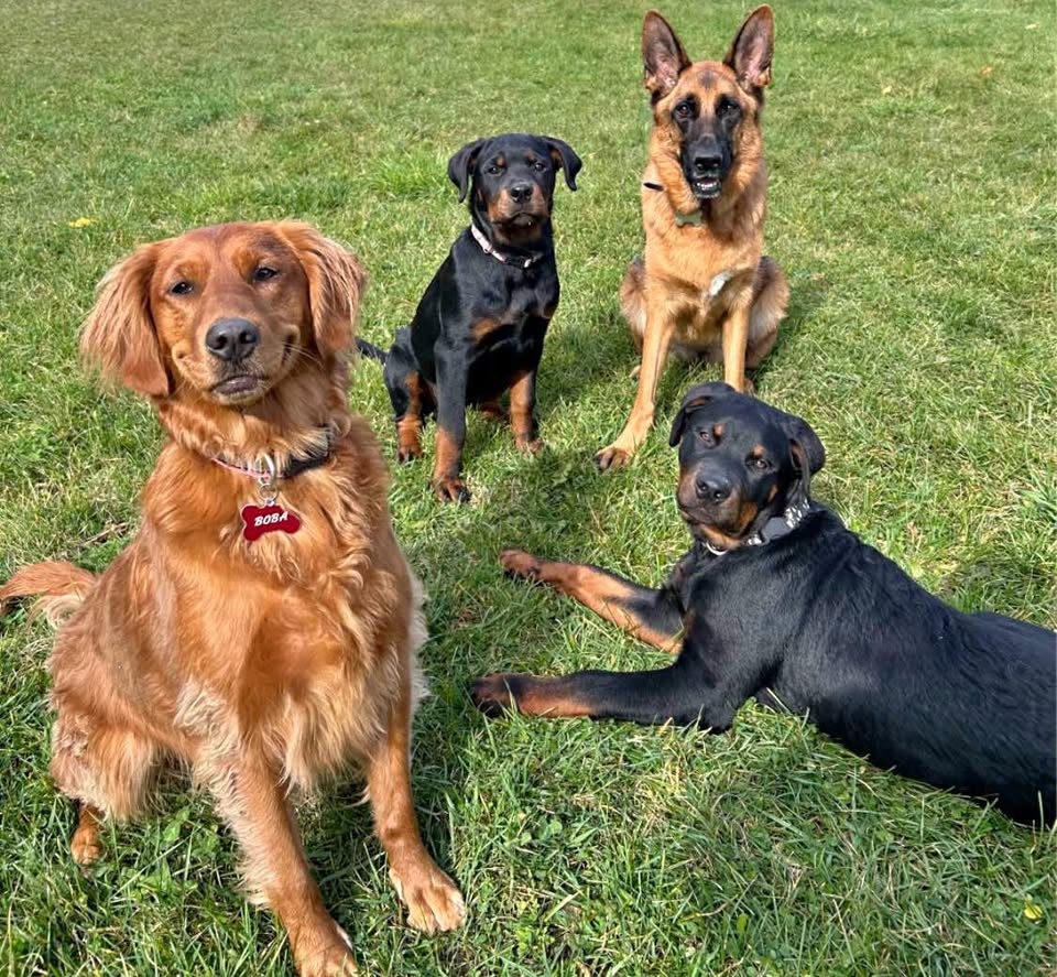 whitby dog walking