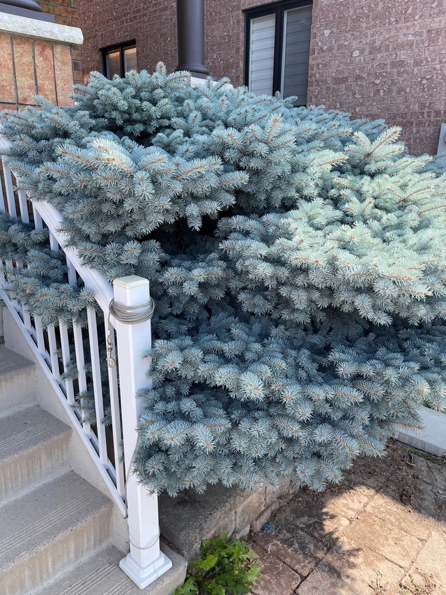 SOLD!! Globe Blue Spruce tree