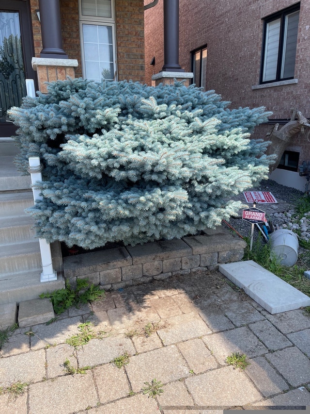SOLD!! Globe Blue Spruce tree - photo 2