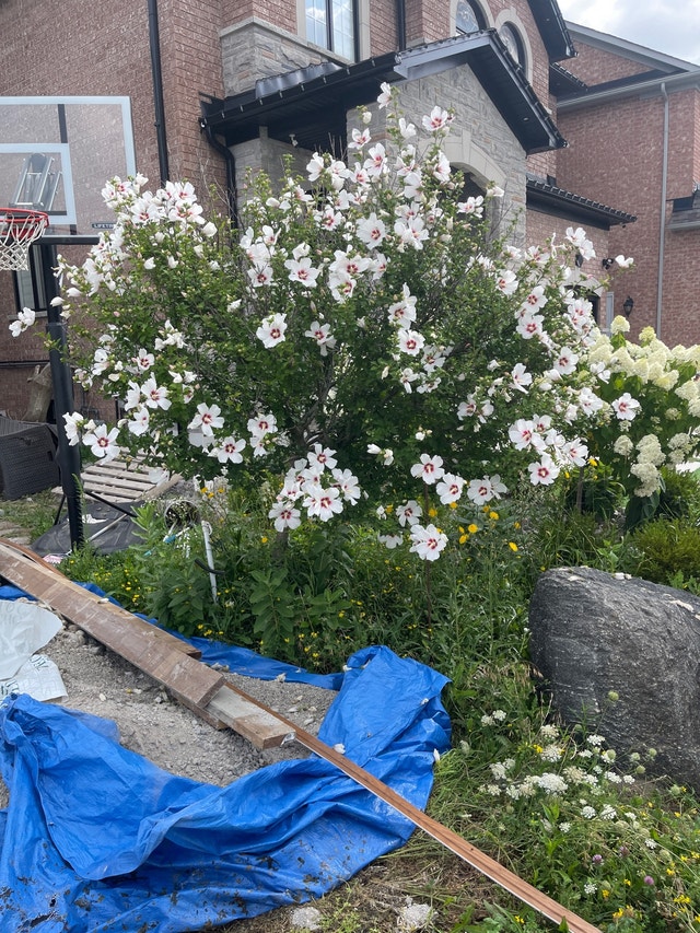 Large rose of Sharon tree