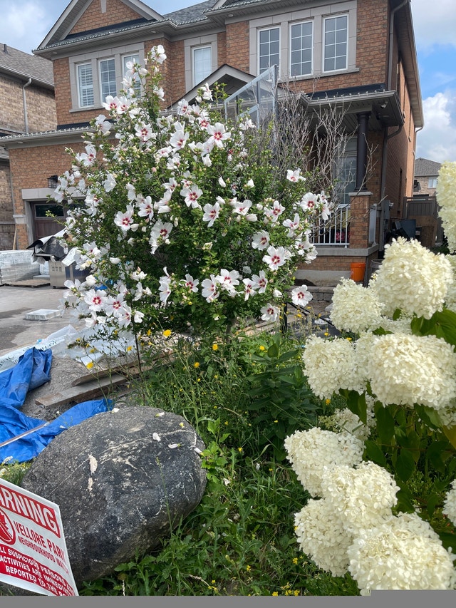 Large rose of Sharon tree - photo 2