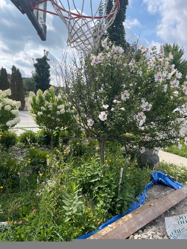 Large rose of Sharon tree - photo 3