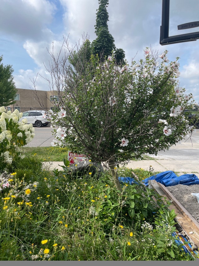 Large rose of Sharon tree - photo 4