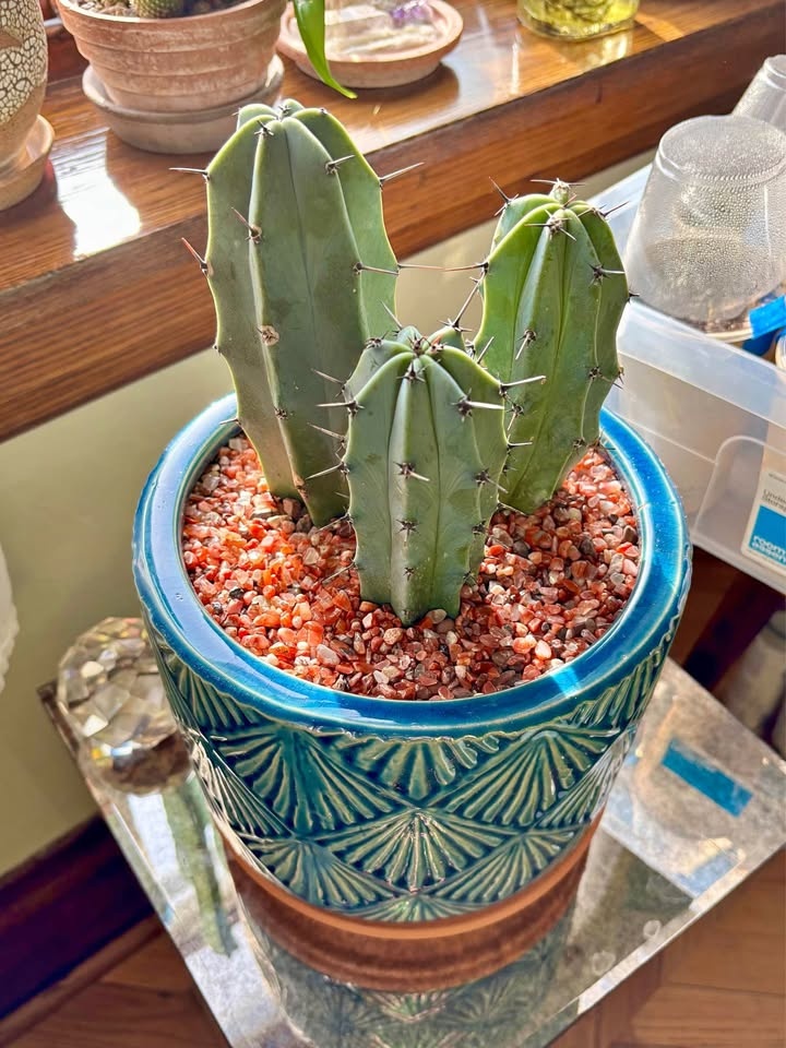 Blue Candle Cactus