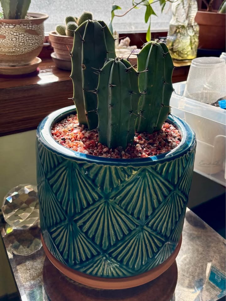 Blue Candle Cactus - photo 2