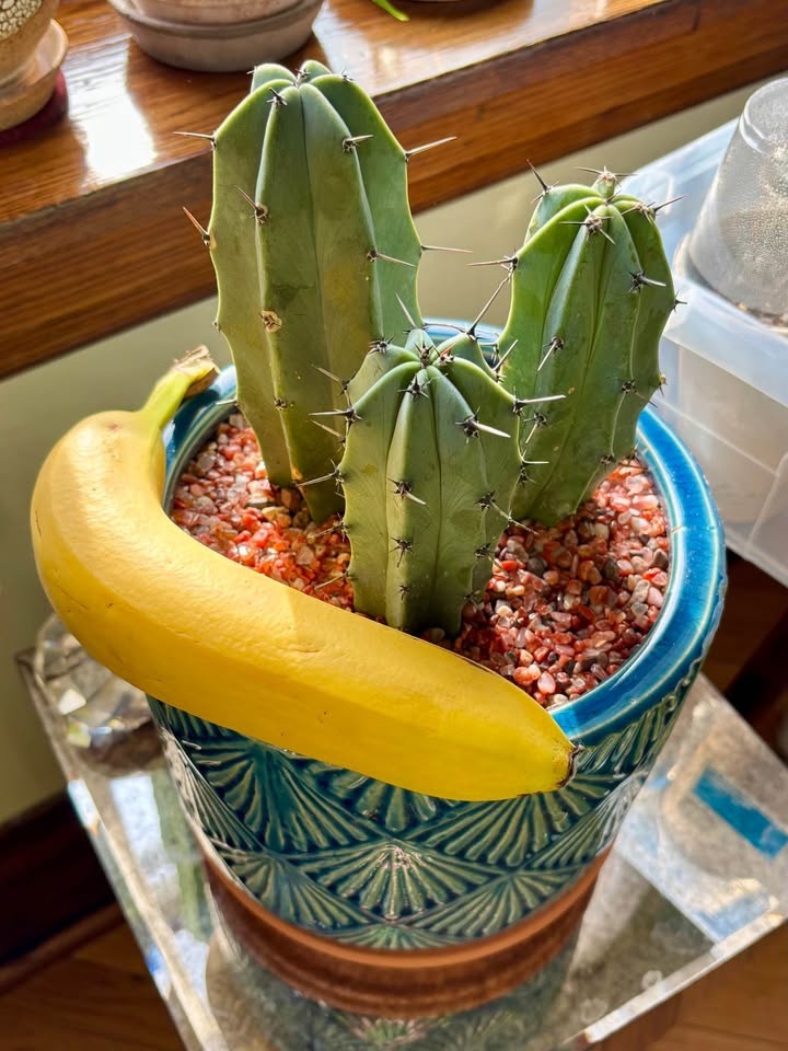 Blue Candle Cactus - photo 3