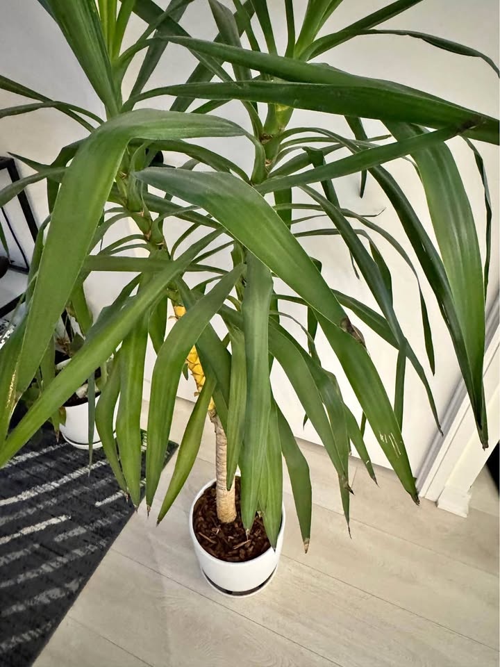 Tall Yucca Plant in White Pot