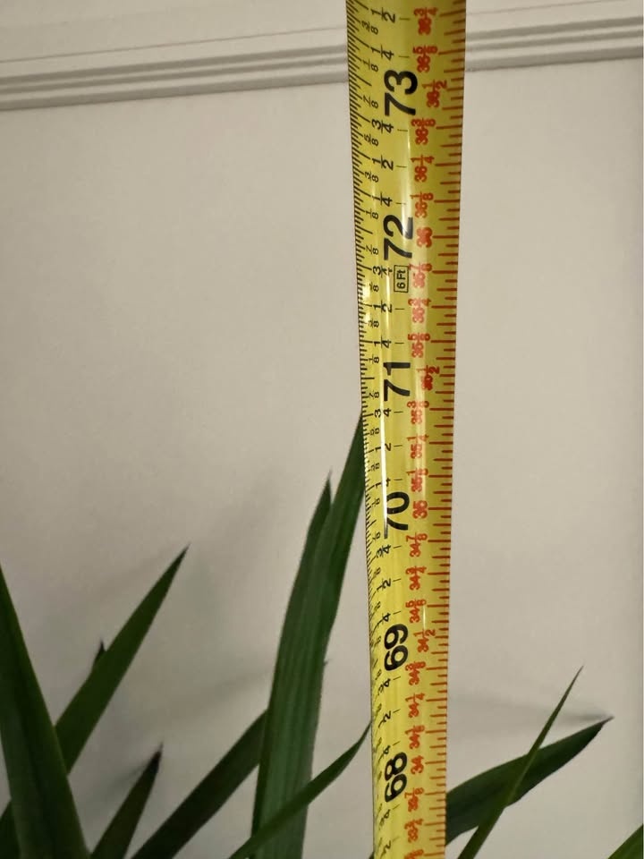 Tall Yucca Plant in White Pot - photo 2