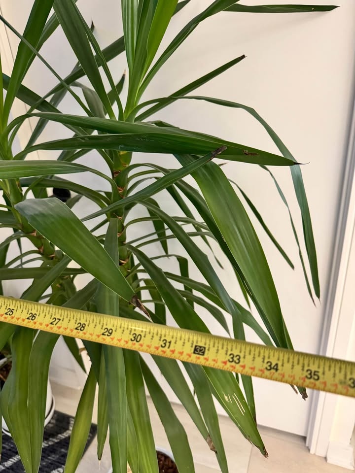Tall Yucca Plant in White Pot - photo 3
