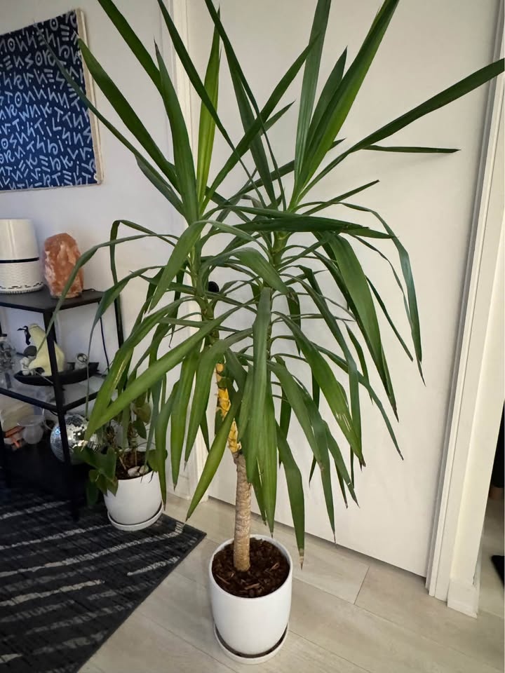 Tall Yucca Plant in White Pot - photo 4