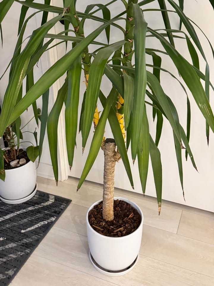 Tall Yucca Plant in White Pot - photo 5