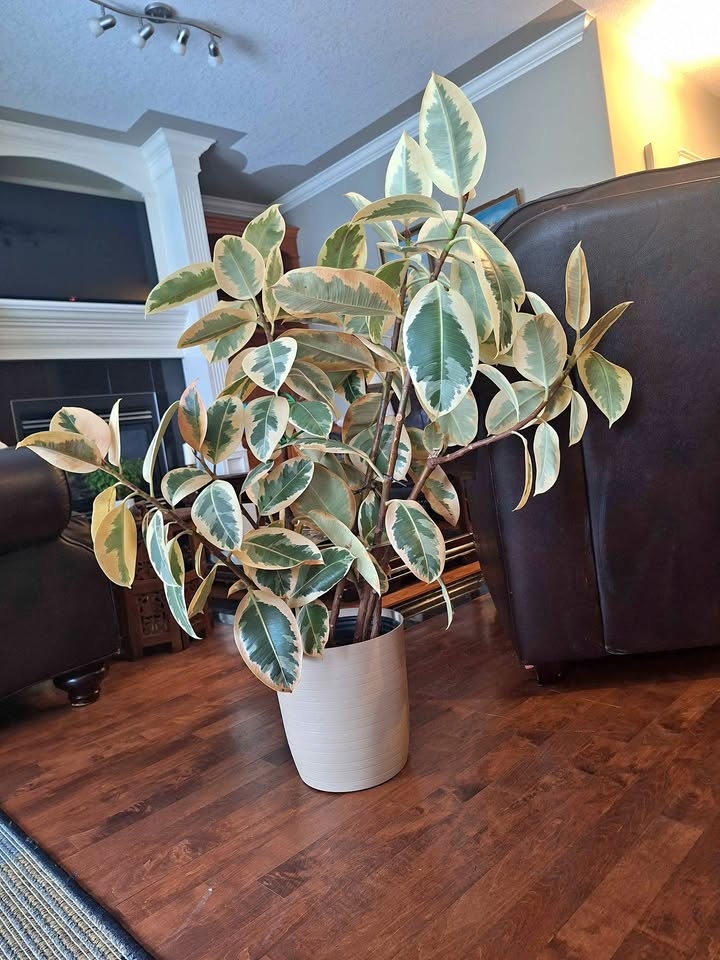 Stunning Variegated Rubber Tree (Ficus Elastica 'Tineke')