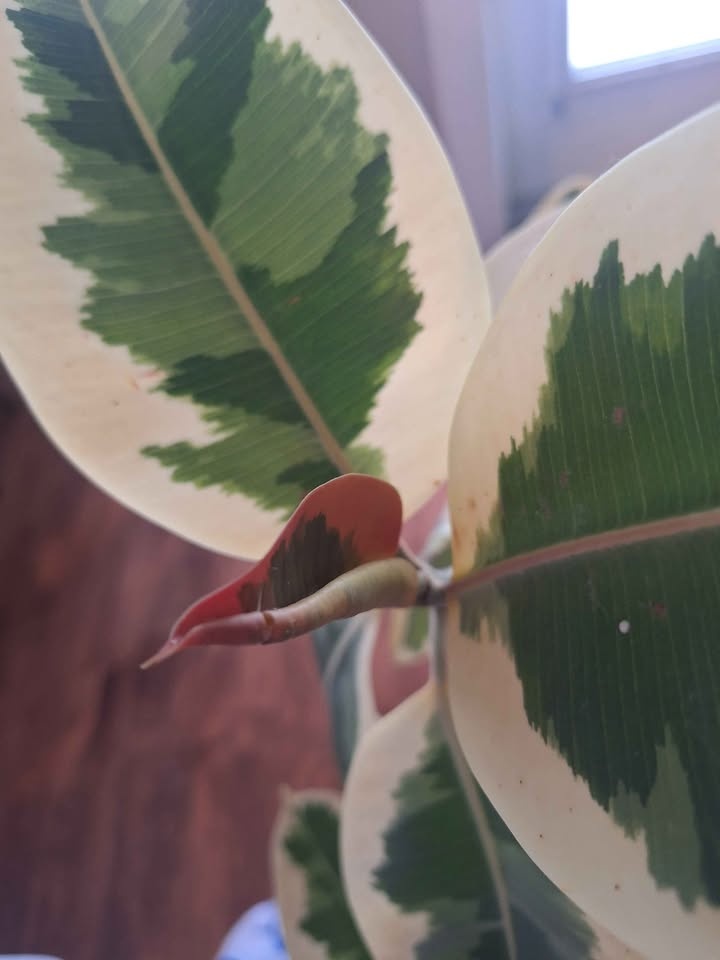 Stunning Variegated Rubber Tree (Ficus Elastica 'Tineke') - photo 2