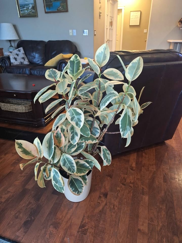Stunning Variegated Rubber Tree (Ficus Elastica 'Tineke') - photo 3