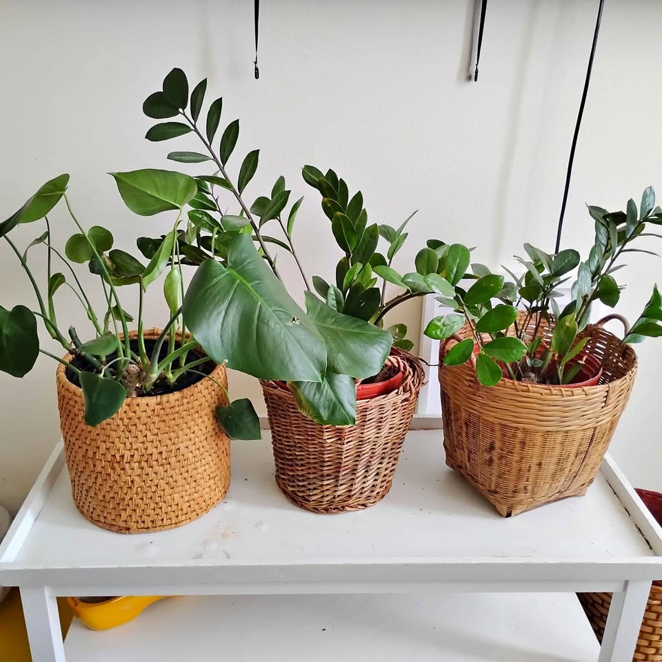 3 Green Houseplants with Wicker Baskets
