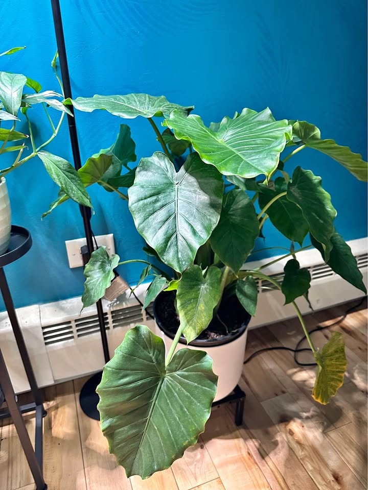 Philodendron (mature 10”) house plant