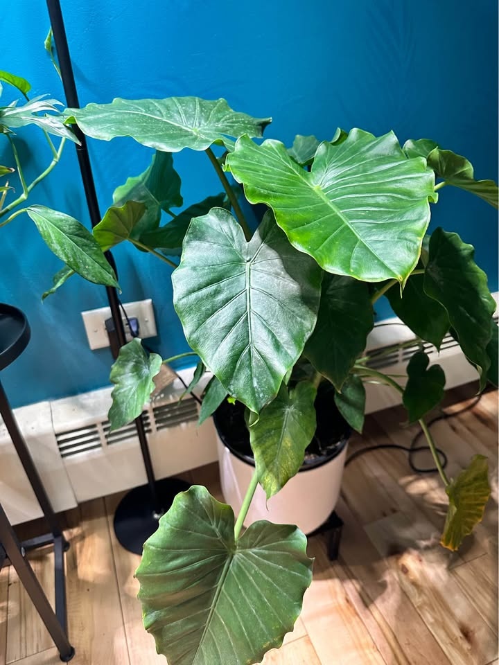 Philodendron (mature 10”) house plant - photo 2