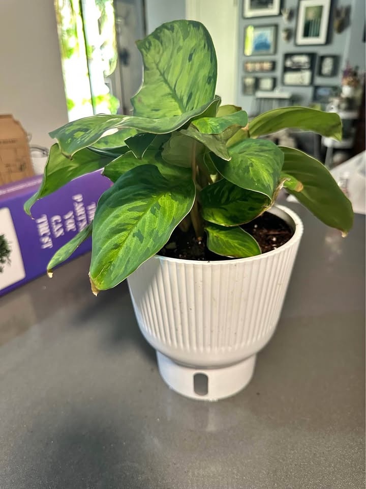 6” Adelonema wallisii House Plant