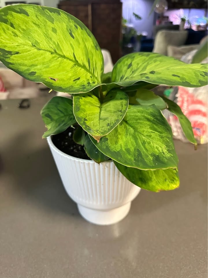 6” Adelonema wallisii House Plant - photo 2