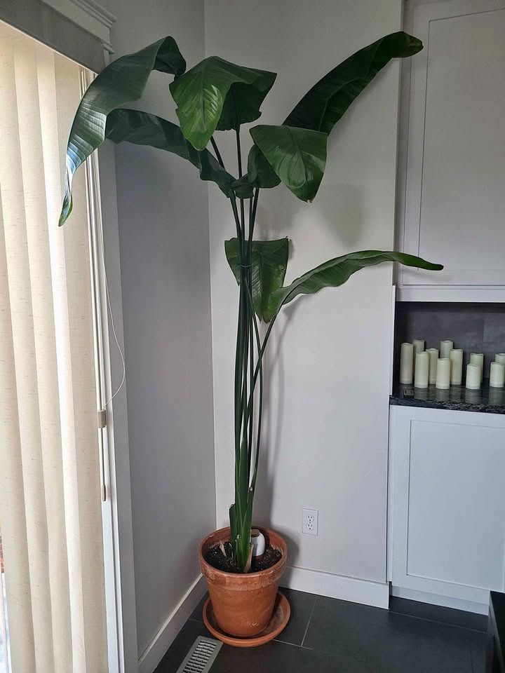 Bird of Paradise Plant + pot - 7ft