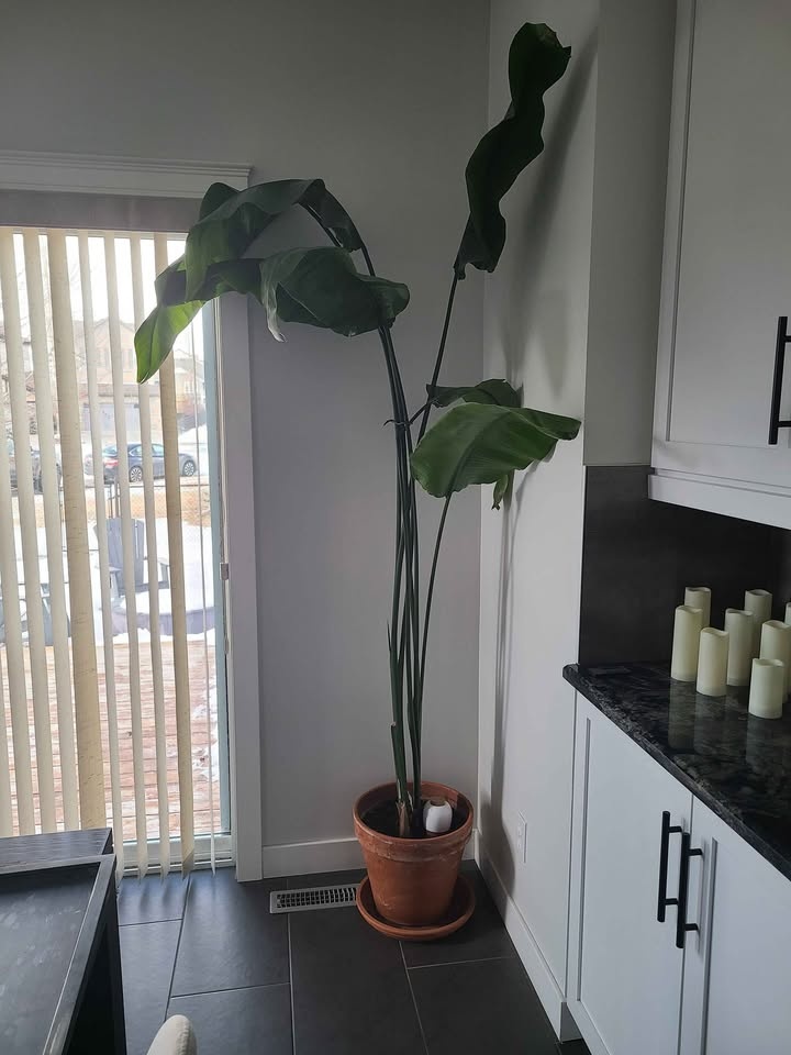 Bird of Paradise Plant + pot - 7ft - photo 2