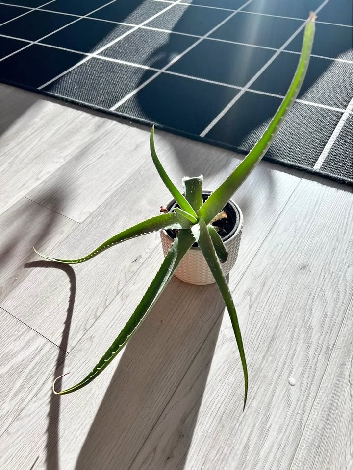 Real plant (indoor)