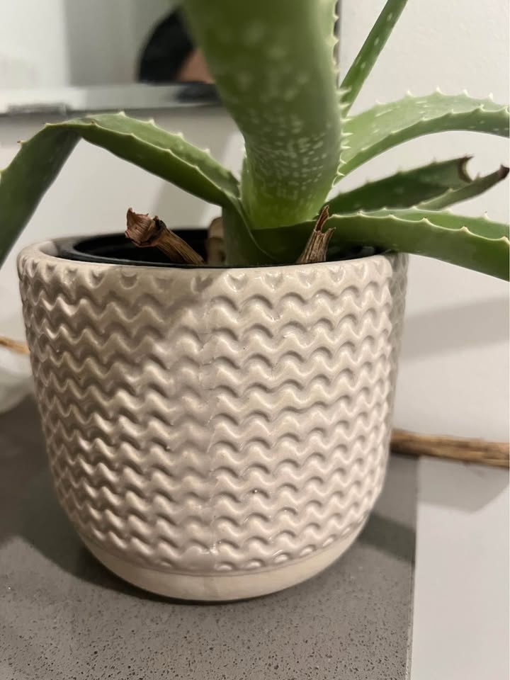 Real plant (indoor) - photo 2