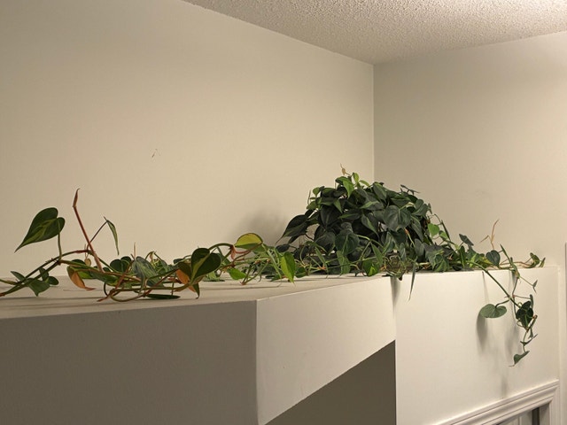 Pothos Plant (Yellow Stripes)