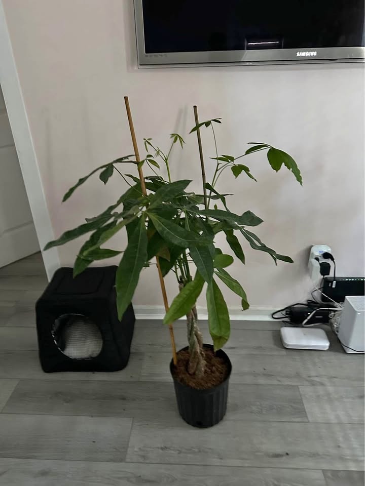 Money Tree Live Plant - Free Delivery