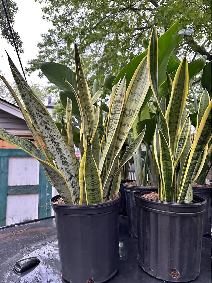 Snake plants live