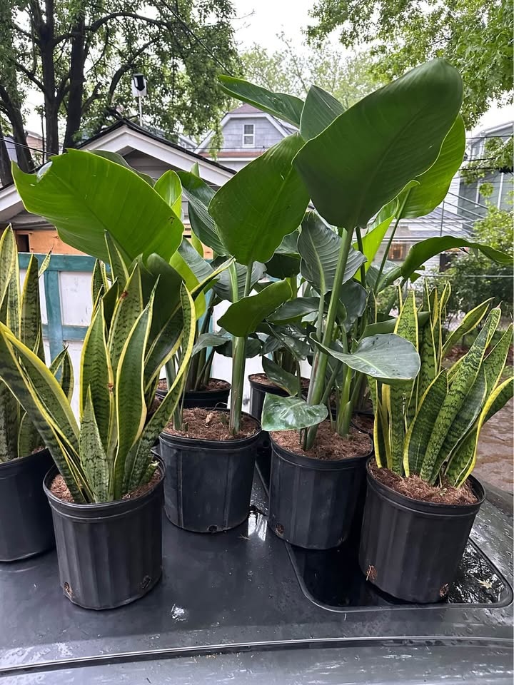 Snake plants live - photo 2