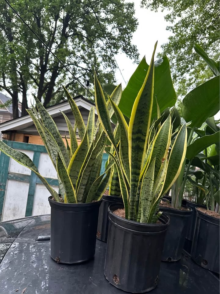Snake plants live - photo 3