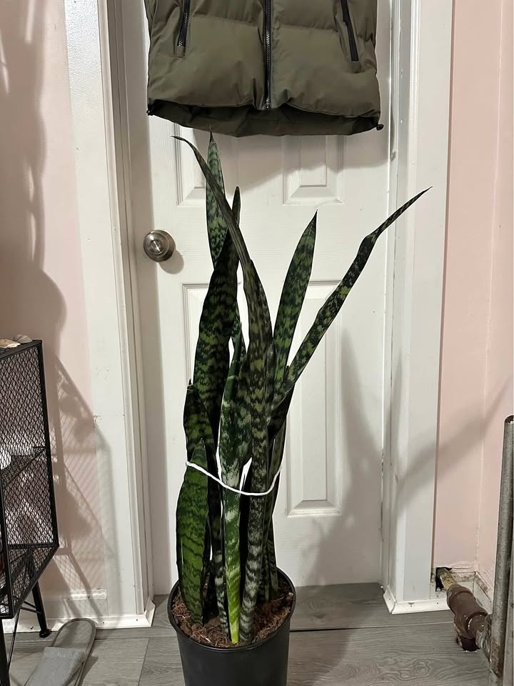 Live real snake plants free delivery 🚚 🪴