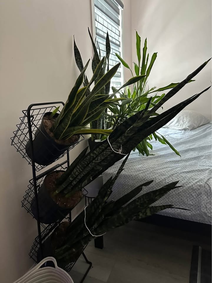 Live real snake plants free delivery 🚚 🪴 - photo 2