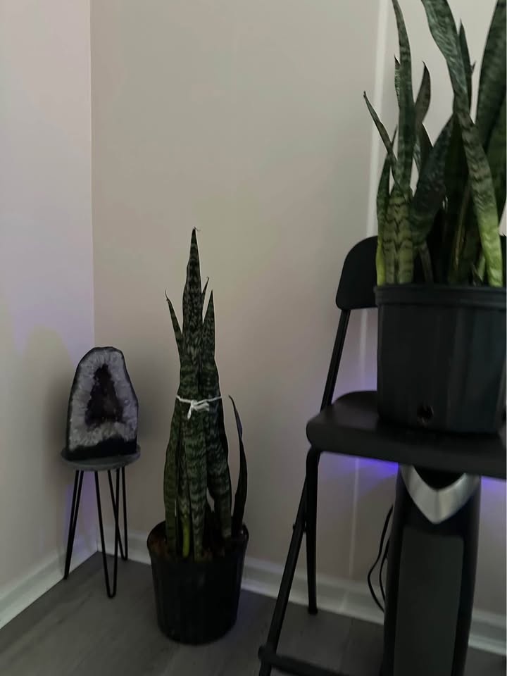 Live real snake plants free delivery 🚚 🪴 - photo 3
