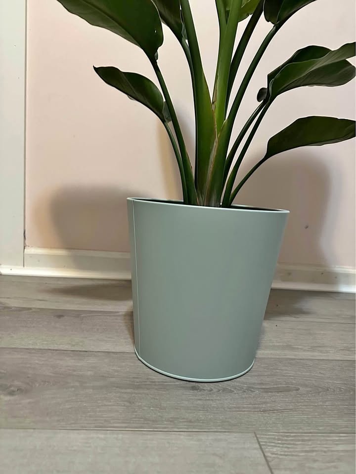 Birds of Paradise in metal turquoise planter