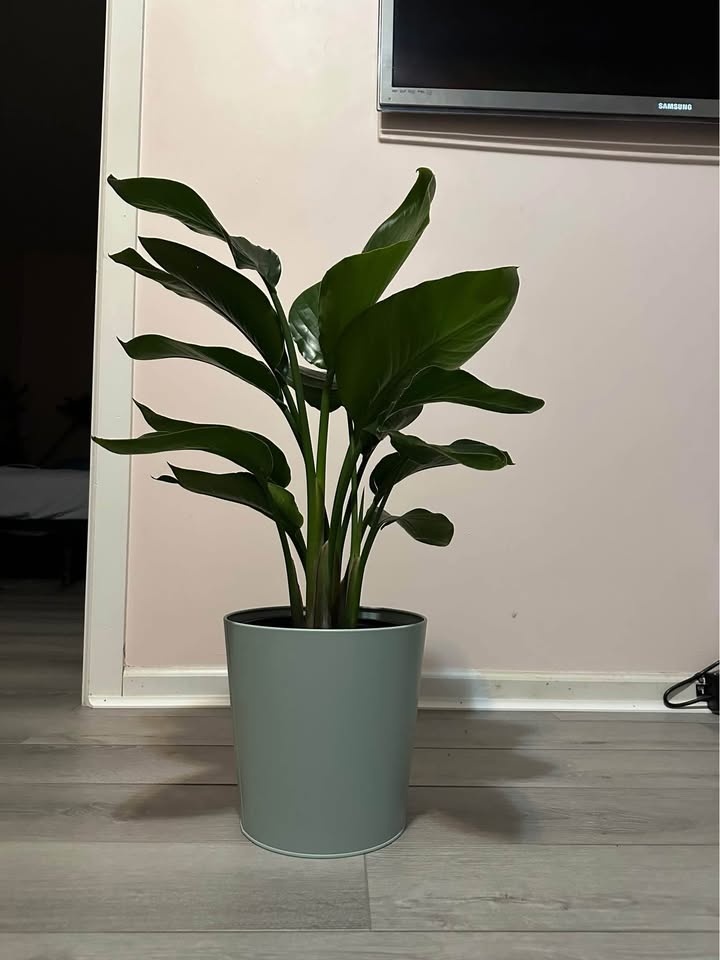 Birds of Paradise in metal turquoise planter - photo 2