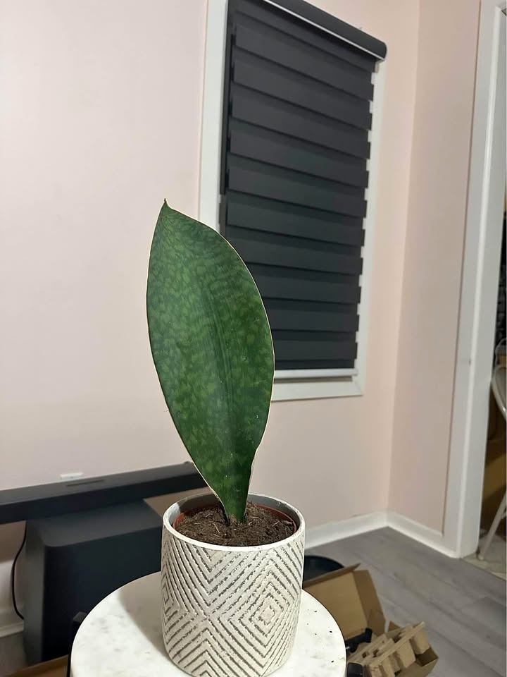 Rare Whale Fin Sansevieria FREE Delivery
