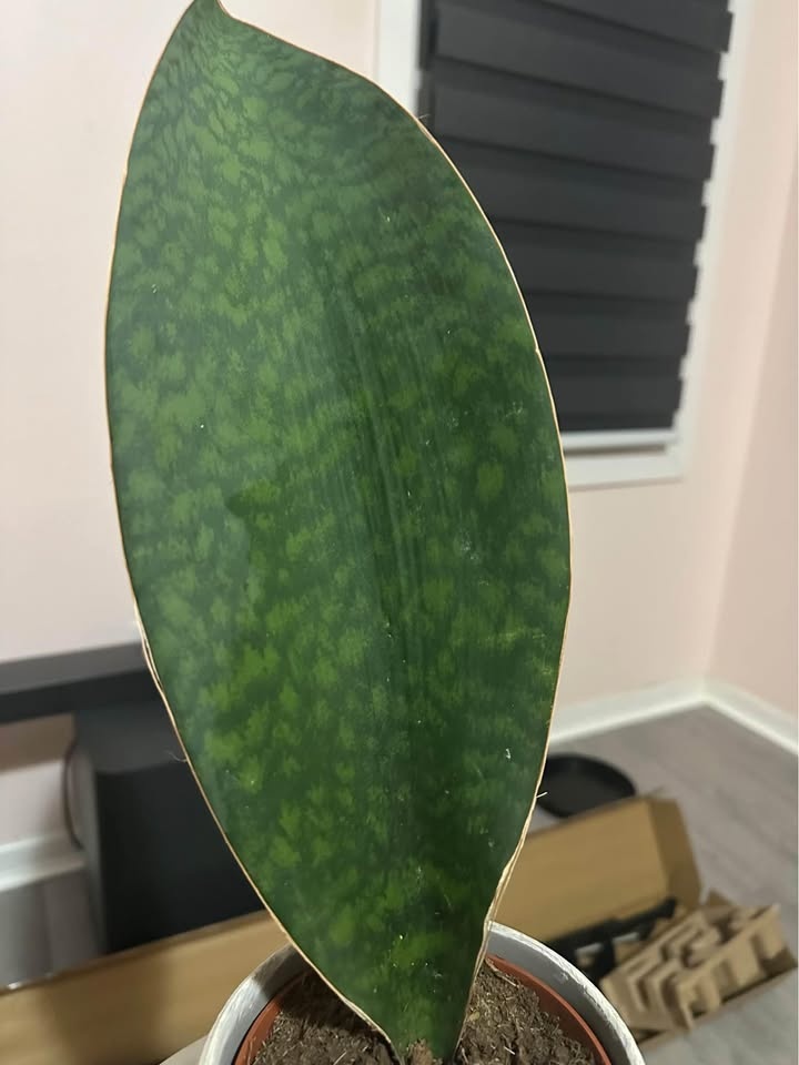 Rare Whale Fin Sansevieria FREE Delivery - photo 2