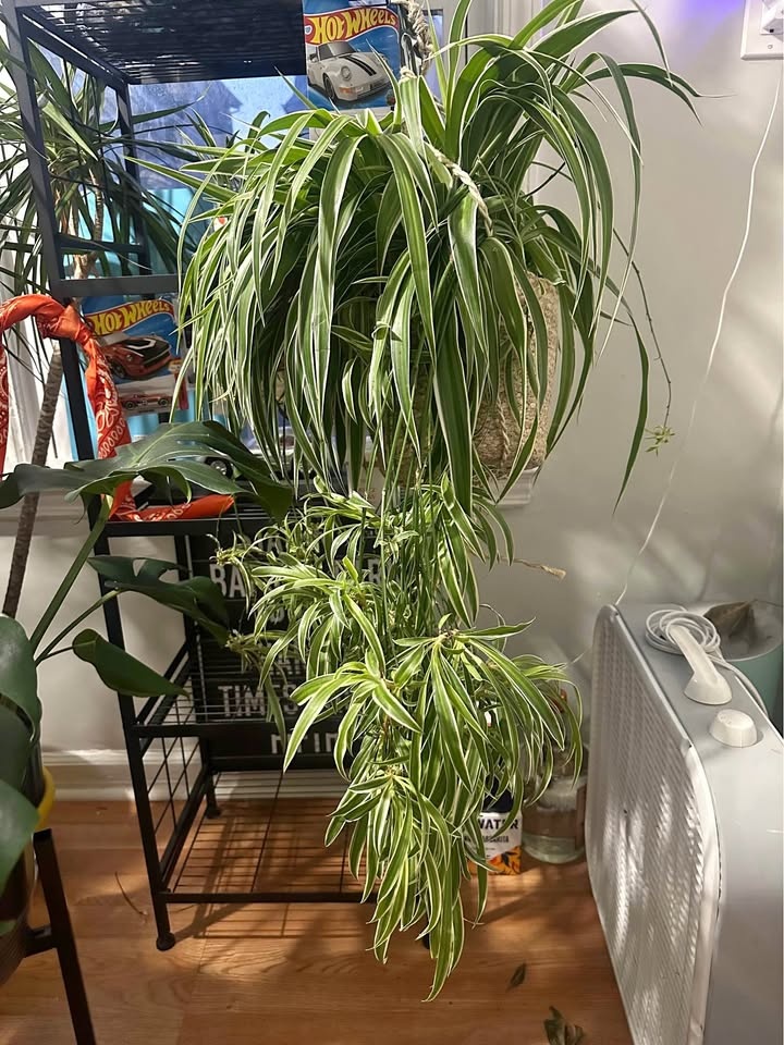 Spider plant with many babies