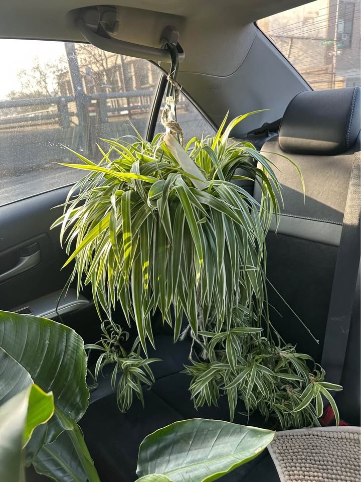 Spider plant with many babies - photo 2